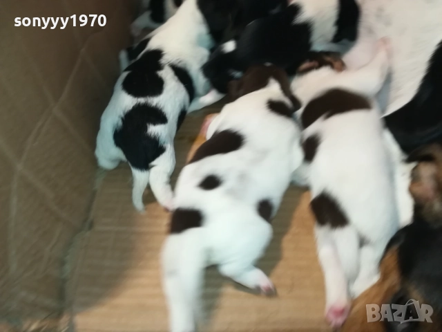 ДЖАК РЪСЕЛ-ПРОДАВАМЕ КУЧЕНЦА 250ЛВ ЗА БРОЙ 2908250958, снимка 5 - Джак ръсел териер - 51530695