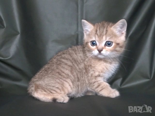 Британски късокосмести котета, снимка 6 - Британска късокосместа - 52373949