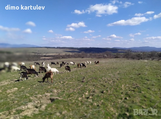 Продавам прясно козе мляко от козе ферма в с.  Горно Черковище