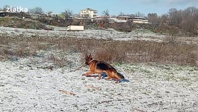 Продавам немска овчарка