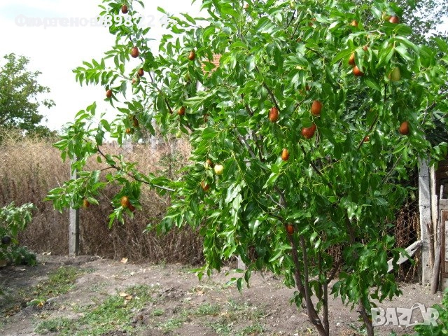 Хинап - Финап, снимка 3 - Разсади - 37713586