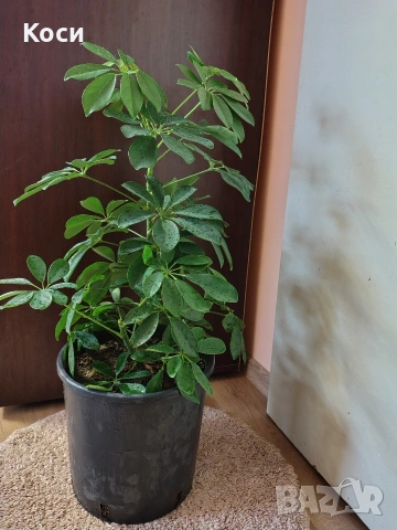 Шафлера дървото на късмета 