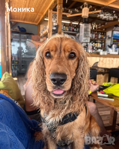 Мъжки кокер търси партньорка, снимка 2 - Търси партньор - 51462754