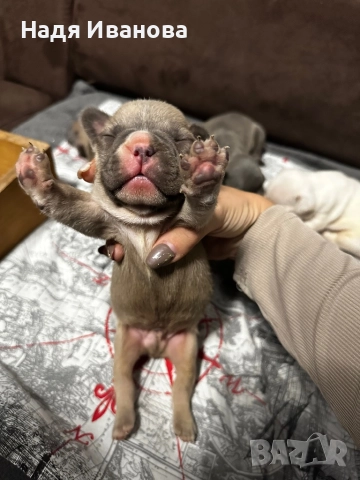 Френски булдог, снимка 9 - Френски булдог - 52687083