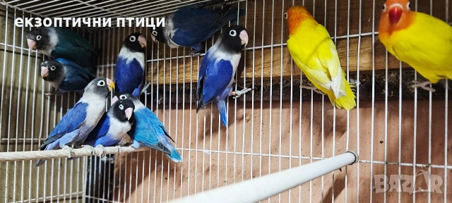 Продавам Неразделки , снимка 4 - Папагали - 52544175