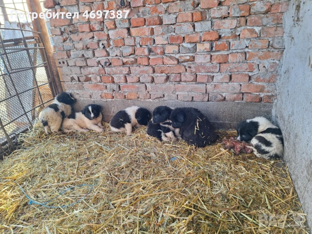 Продавам малки каракачанки, снимка 3 - Каракачанска овчарка - 52953485