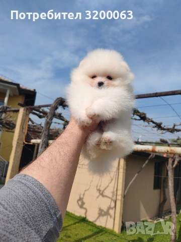 Померан мъжко и женски , снимка 3 - Померан - 53986008
