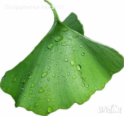 Гинко билоба разсад , снимка 2 - Градински цветя и растения - 50124105