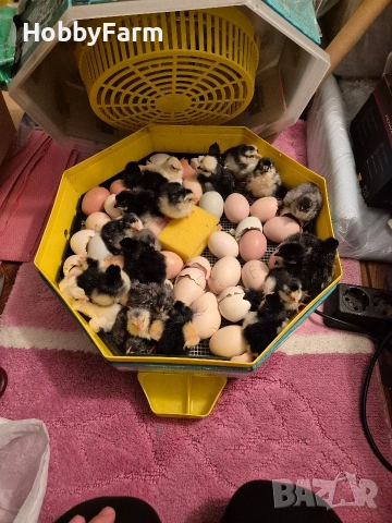 разплодни яйца от Австралорп и Кръстоски, снимка 7 - други­ - 54248171
