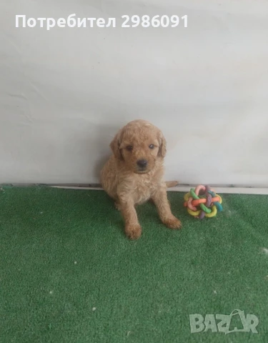 той пудел бебета , снимка 2 - Пудели - 50494020