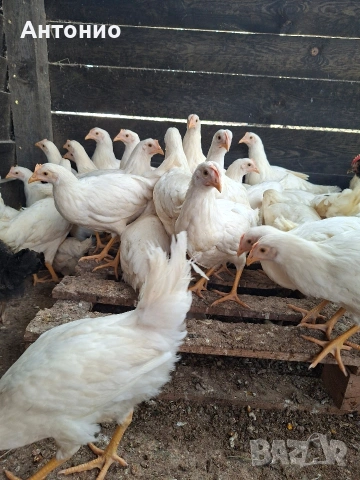 ярки лекхорни , снимка 2 - Кокошки и пуйки - 54126689