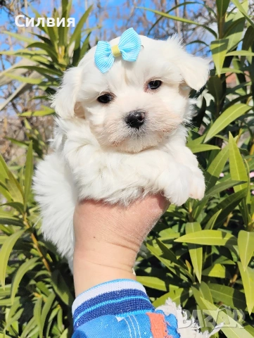 предлагам малтийска болонки , снимка 2 - Болонка - 53652977