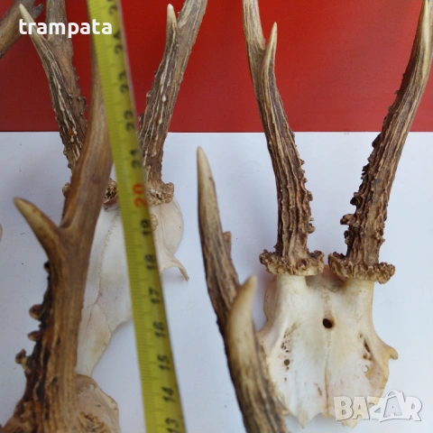 НАЙ ДОБРАТА ОФЕРТА Стари Немски Трофей, рога Сръндаг , снимка 10 - Антикварни и старинни предмети - 53710820