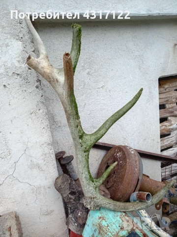 Рог рог рог, снимка 3 - Ножове - 53830459