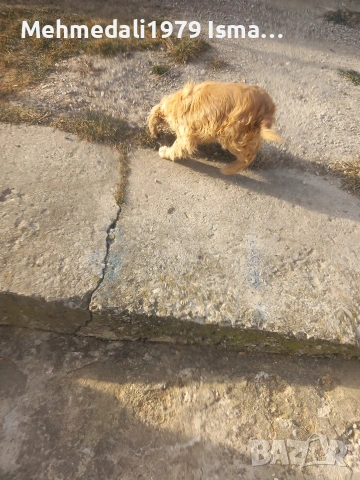 кокерче,, снимка 2 - Кокер шпаньол - 53588053