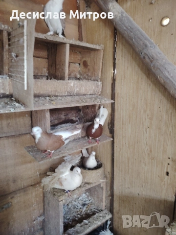 Гълъби, снимка 5 - Гълъби - 54093469