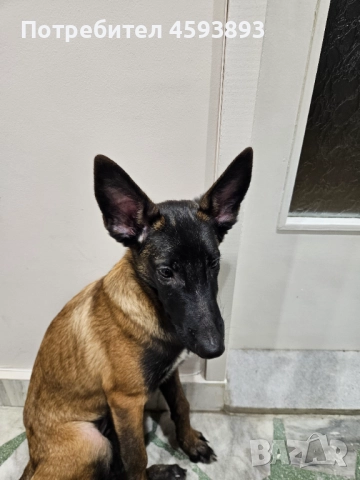 Белгийски овчарки Малиноа, снимка 2 - Белгийска овчарка - 52352260