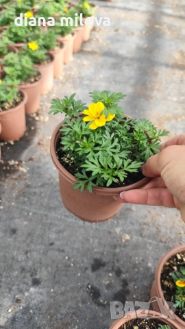 Три различни сорта Биденс!!, снимка 10 - Градински цветя и растения - 54284476