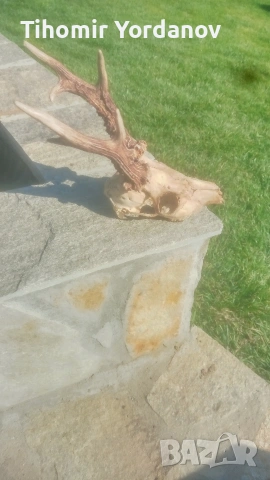 Трофей от сръндак -5 броя , снимка 6 - Антикварни и старинни предмети - 54056882