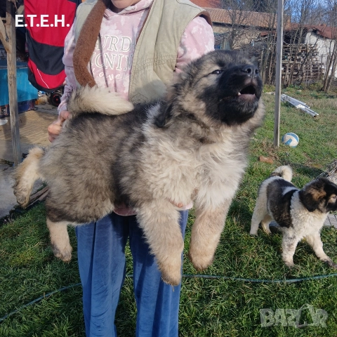 Кавказка Овчарка два месеца 650лв, снимка 3 - Кавказка овчарка - 52822686