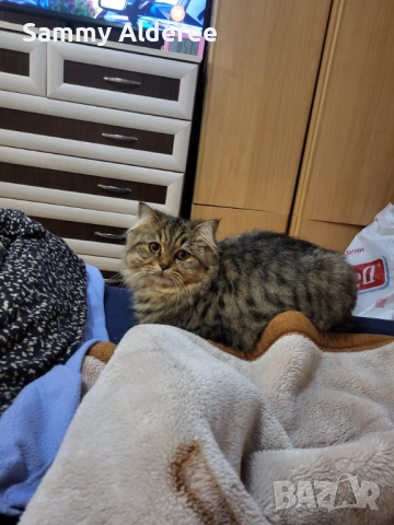 Британски късокосмести Британски късокосмести, снимка 2 - Британска късокосместа - 52921717