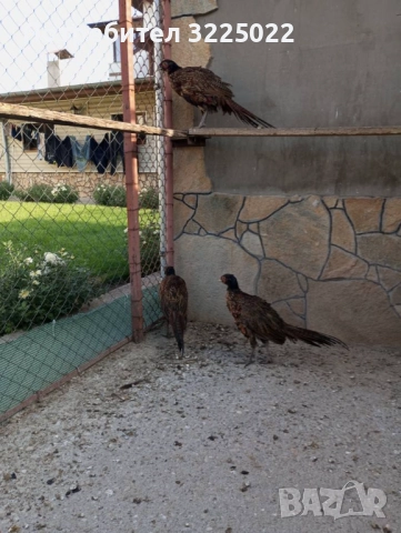 Продавам колхитски фазани , снимка 6 - други­ - 51025138