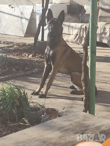 За разплод, снимка 5 - Белгийска овчарка - 50025136