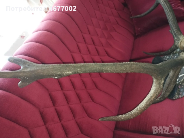 Красив трофей от елен, снимка 8 - Антикварни и старинни предмети - 52793539