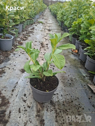 Лавровишна