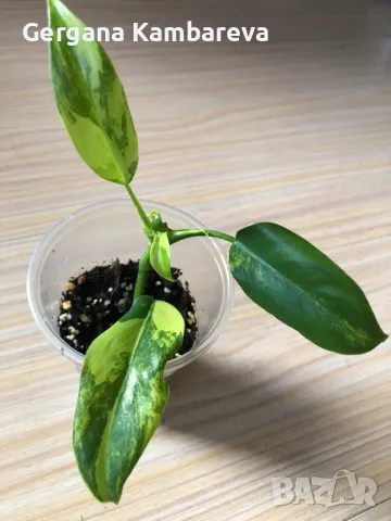 Philodendron Domesticum variegated , снимка 2 - Стайни растения - 47485589