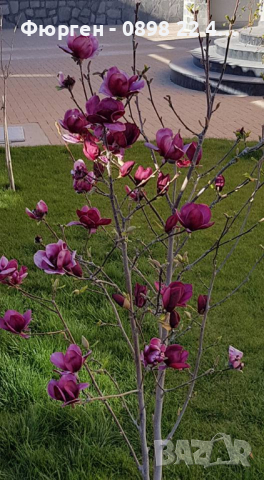 Магнолия - Magnolia Genie, снимка 2 - Разсади - 45012992