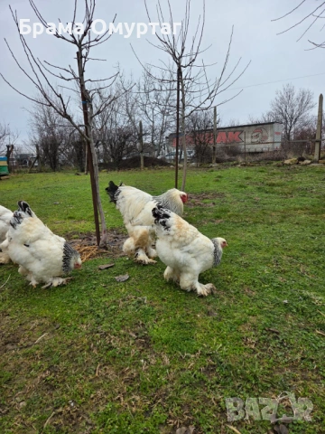 Продавам разплодни яйца от Колумбийска [Light Brahma], снимка 6 - Кокошки и пуйки - 53811490