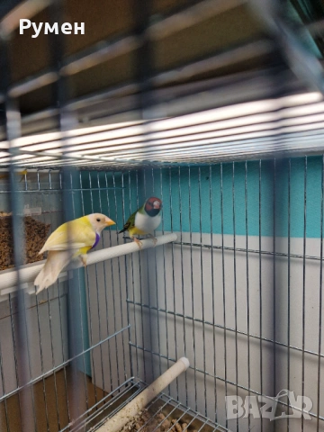 Чифт гулдови амадини, снимка 13 - Амадини - 52976074