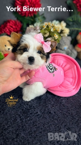 Йорки! Страхотни бебе с родословие за семейства с деца, снимка 2 - Йоркширски териер - 52840453