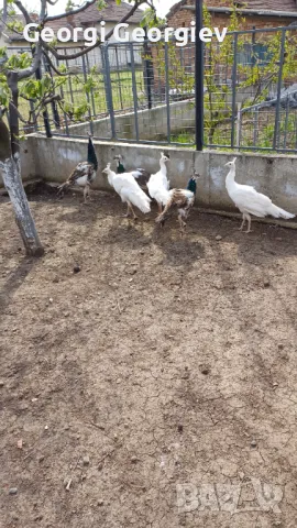 Пауни - Бял и Арлекин, снимка 2 - други­ - 49854186