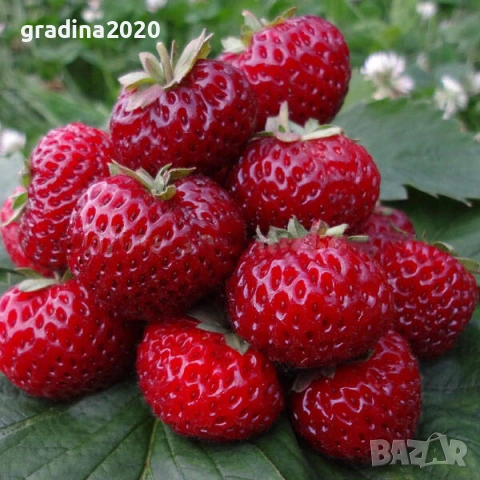 Ягода „Мице Шиндлер“ (Mieze Schindler), снимка 2 - Разсади - 53068004