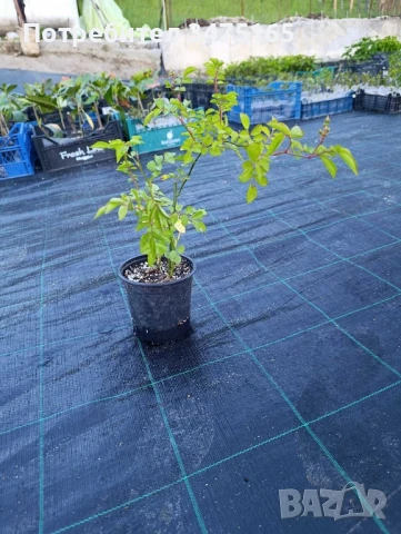 увивна роза Alden Biesen -розова, снимка 4 - Градински цветя и растения - 50303098