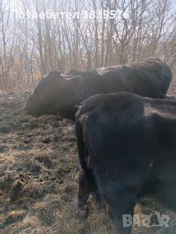 Крави Телета Ангус, снимка 7 - Крави - 53833044