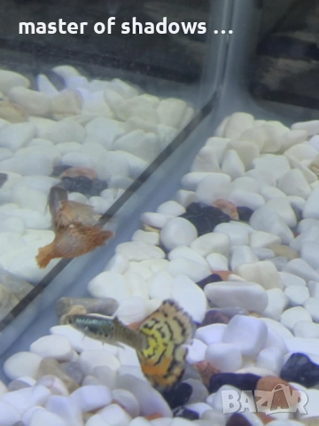 Продавам малки рибки на брой 1.28 евро  , снимка 8 - Рибки - 53345421