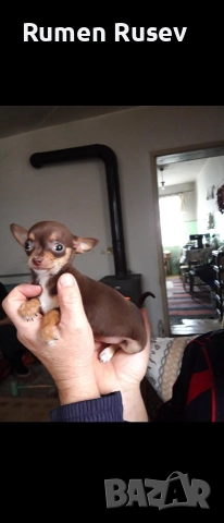 Продавам Чихуахуа женско , снимка 9 - Чихуахуа - 52933508