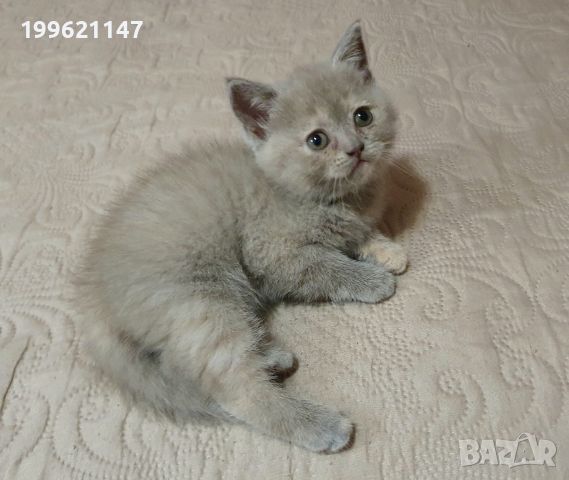 Британска късокосместа малки котенца, снимка 6 - Британска късокосместа - 45723716