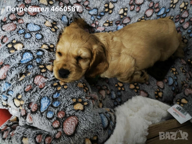 продавам кокер шпаньол – перфектно кутренце с пълен комплект!, снимка 2 - Шпаньоли - 52535823