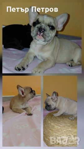 френски булдог -булдочета , снимка 16 - Френски булдог - 51929954