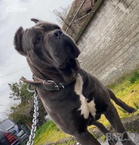 Кане корсо за разплод 