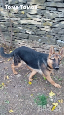 Продавам женска немска овчарка на 7 месеца., снимка 5 - Дивани и мека мебел - 52513941