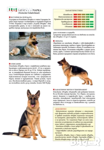  нов 3D модел за сглобяване от картон Немска овчарка, снимка 4 - Колекции - 54292625