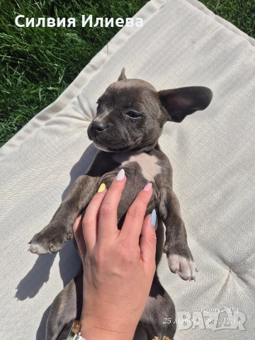 Питбули , снимка 2 - Питбул - 53865863