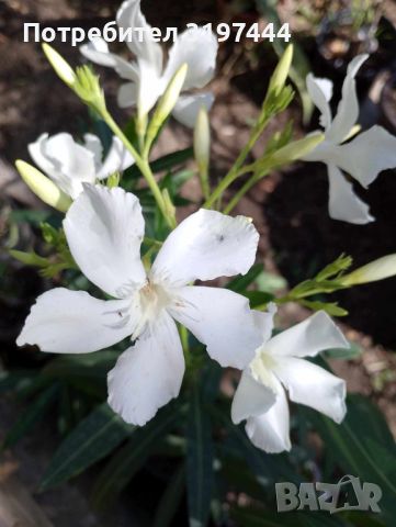 Олеандър - бял, снимка 1 - Градински цветя и растения - 46018444