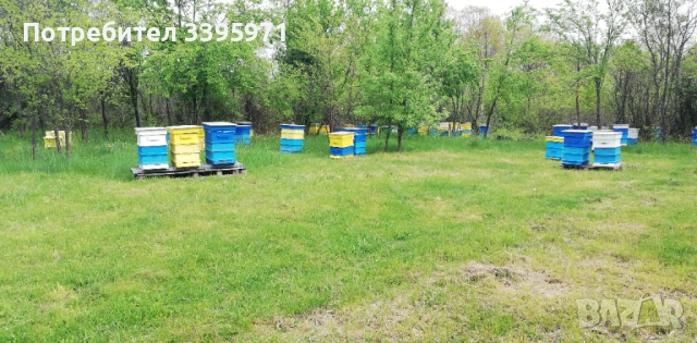 Пчелни отводки 2026, снимка 3 - За пчели - 53849793
