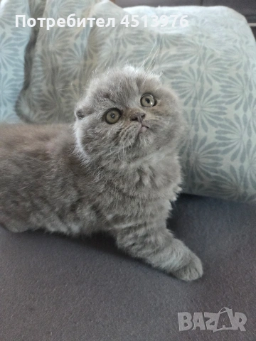 Котенца Британчета, снимка 3 - Британска късокосместа - 54273732